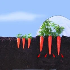 Kweekfolie / Tunnelfolie - 2 × 10 M -Zaden Voor Tuin 1534088192 2 600