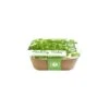 Box Healthy Herb - Peterselie -Zaden Voor Tuin 1640856818 1 600