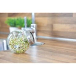 Organic Sprouting Pot - Salade Mix BIO 8 Organic Sprouting Pot - Salade Mix BIO -Zaden Voor Tuin 1647946862 3 600