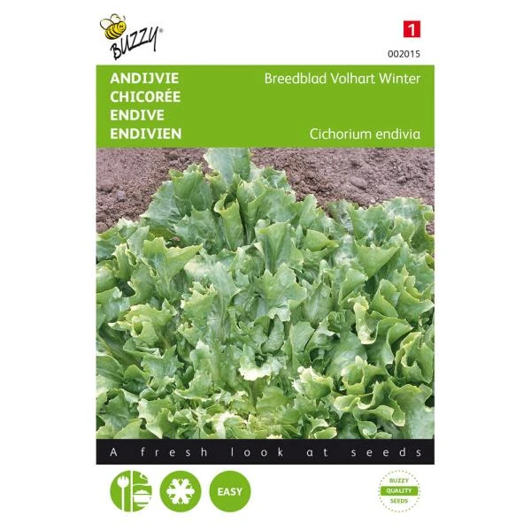 Andijvie Breedblad Volhart Winter - Cichorium Endivia 3 Andijvie Breedblad Volhart Winter - Cichorium Endivia