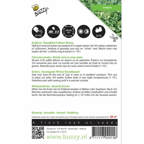 Andijvie Breedblad Volhart Winter - Cichorium Endivia 4 Andijvie Breedblad Volhart Winter - Cichorium Endivia - Afbeelding 2