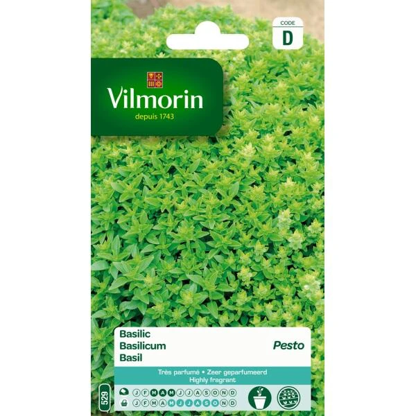 Basilicum Pesto - Ocimum Basilicum 3 Basilicum Pesto - Ocimum Basilicum