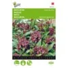 Basilicum Siam Queen - Ocimum Basilicum 2 Basilicum Siam Queen - Ocimum Basilicum -Zaden Voor Tuin basilicum siam queen ocimum basilicum 1646840312 15 600
