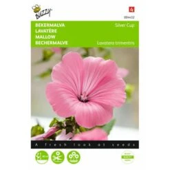 Bekermalva Silver Cup - Lavatera Trimestris