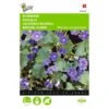 Bijenvoer - Phacelia Campanularia -Zaden Voor Tuin bijenvoer phacelia campanularia 1646840345 704 600