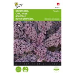 Boerenkool Scarlet Paars