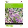 Boerenorchidee Angel Wings - Schizanthus Sinuata Wisetonensis -Zaden Voor Tuin boerenorchidee angel wings schizanthus sinuata wisetonensis 1646840330 431 600