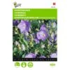 Campanula Carpatica (blauw Karpatenklokje) -Zaden Voor Tuin campanula carpatica blauw karpatenklokje 1646840336 533 600