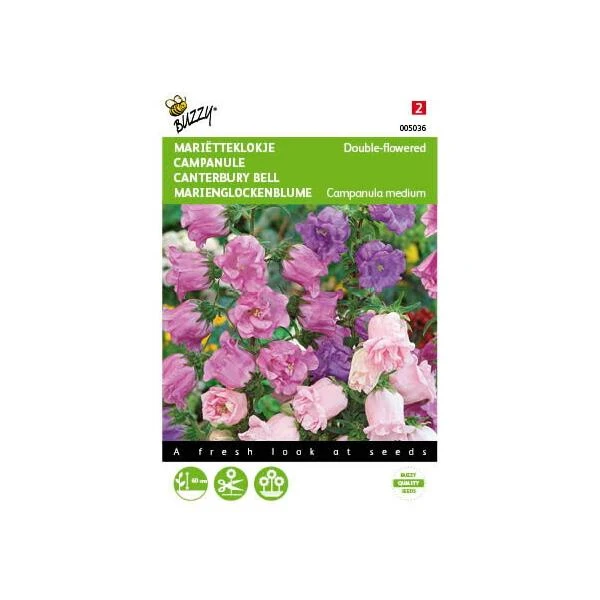Campanula Medium (dubbelbloemig Marietteklokje) 3 Campanula Medium (dubbelbloemig Marietteklokje)