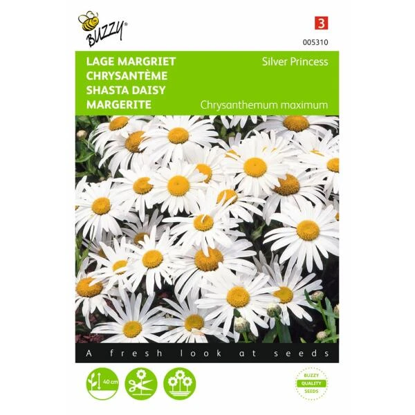 Chrysanthemum Maximum Nanum Silver Princess 2 Chrysanthemum Maximum Nanum Silver Princess