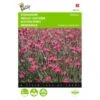 Dianthus Deltoides Brilliant 2 Dianthus Deltoides Brilliant -Zaden Voor Tuin dianthus deltoides brilliant 1646840336 541 600