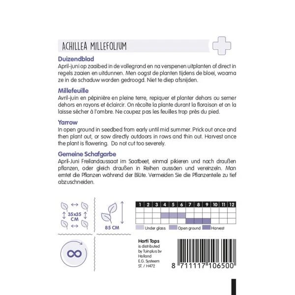 Duizendblad - Achillea Millefolium 4 Duizendblad - Achillea Millefolium - Afbeelding 2