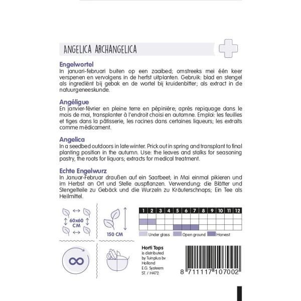 Engelwortel - Angelica Archangelica 4 Engelwortel - Angelica Archangelica - Afbeelding 2