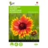 Gaillardia Aristata -Zaden Voor Tuin gaillardia aristata 1646840336 545 600