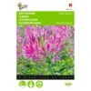 Kattensnor Rose Queen - Cleome Spinosa