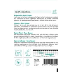 Kattensnor Rose Queen - Cleome Spinosa HT -Zaden Voor Tuin kattensnor rose queen cleome spinosa ht 1646840358 1013 600