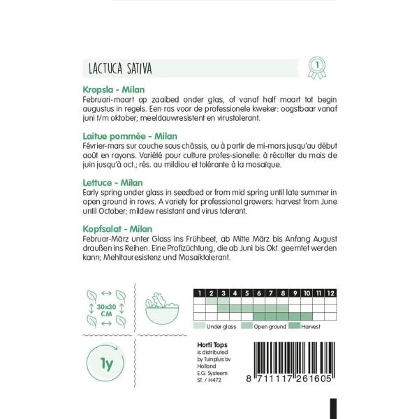 Kropsla Milan - Lactuca Sativa 4 Kropsla Milan - Lactuca Sativa - Afbeelding 2