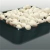 Kweekset 3 Liter Witte Champignons -Zaden Voor Tuin kweekset witte champignons 1486027800 0 600
