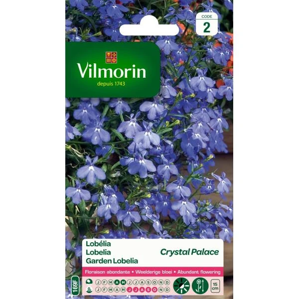 Lobelia Crystal Palace - Lobelia Erinus 3 Lobelia Crystal Palace - Lobelia Erinus