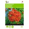 Lychnis Chalcedonica (brandende Liefde) -Zaden Voor Tuin lychnis chalcedonica brandende liefde 1646840336 555 600