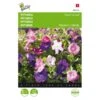 Petunia - Petunia Nana Compacta 2 Petunia - Petunia Nana Compacta -Zaden Voor Tuin petunia petunia nana compacta 1646840330 419 600