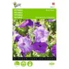 Petunia Raadsheer - Petunia Nana Compacta -Zaden Voor Tuin petunia raadsheer petunia nana compacta 1646840330 421 600