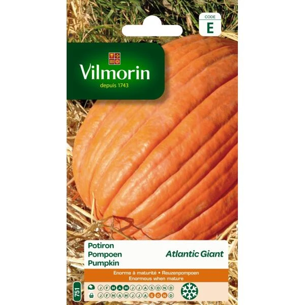 Pompoen Atlantic Giant Tot 200 Kg 3 Pompoen Atlantic Giant Tot 200 Kg