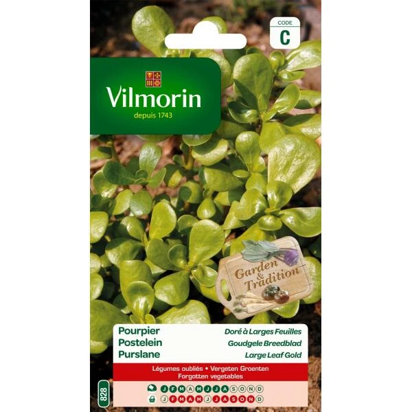 Postelein Goudgele Breedblad 3 Postelein Goudgele Breedblad