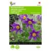 Pulsatilla Vulgaris (wildemanskruid) -Zaden Voor Tuin pulsatilla vulgaris wildemanskruid 1646840337 559 600