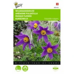 Pulsatilla Vulgaris (wildemanskruid)