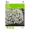 Sneeuwtapijt - Alyssum Marit. Procumbens -Zaden Voor Tuin sneeuwtapijt alyssum marit procumbens 1646840324 289 600