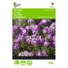 Sneeuwtapijt Royal Carpet - Alyssum Maritima -Zaden Voor Tuin sneeuwtapijt royal carpet alyssum maritima 1646840325 315 600