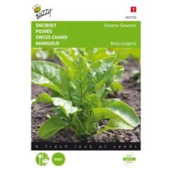 Snijbiet Groene Gewone 5 G - Beta Vulgaris