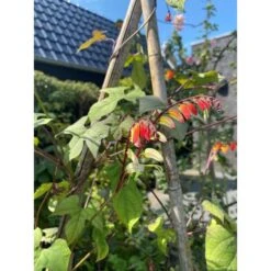 Spaanse Vlag - Mina Lobata -Zaden Voor Tuin spaanse vlag mina lobata 1646840363 1117 600