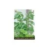 Stevia Rebaudiana - Suikerplantje (special) -Zaden Voor Tuin stevia suikerplantje 1484054515 1 600