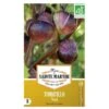 Tomatillo Violet - Physalis Ixocarpa -Zaden Voor Tuin tomatillo violet 1484067107 1 600
