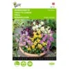 Viola Cornuta Bambini Gemengd -Zaden Voor Tuin viola cornuta bambini gemengd 1646840335 527 600