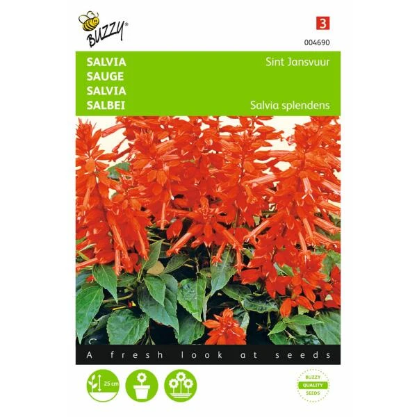 Vuursalie Sint Jansvuur - Salvia Splendens 3 Vuursalie Sint Jansvuur - Salvia Splendens