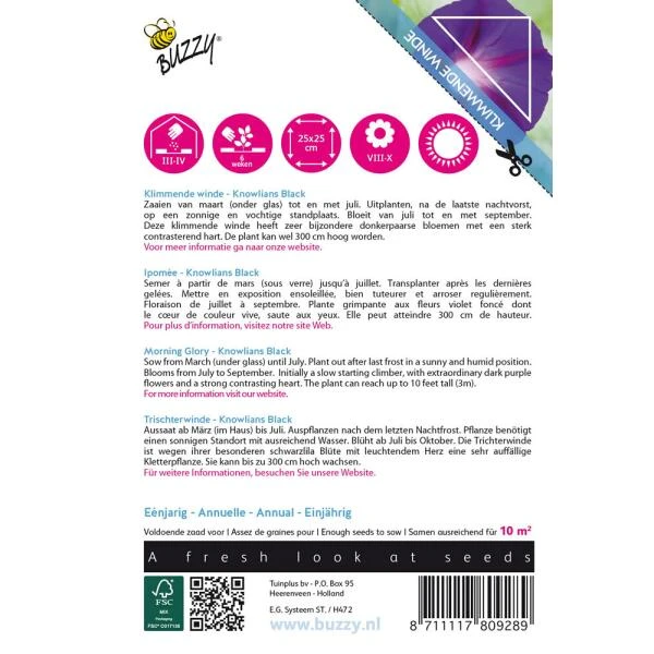 Winde Knowlians Black -Ipomoea Purpurea (Klimmer) 4 Winde Knowlians Black -Ipomoea Purpurea (Klimmer) - Afbeelding 2