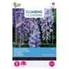 Wisteria Blauw (Klimmer) -Zaden Voor Tuin wisteria blauw klimmer 1646840341 653 600