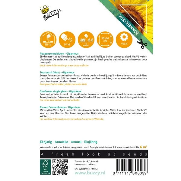 Zonnebloem Gigant - Helianthus Annuus (Sunflowers) 4 Zonnebloem Gigant - Helianthus Annuus (Sunflowers) - Afbeelding 2