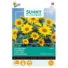 Zonnebloem Pacino Gold - Helianthus (Sunflowers) -Zaden Voor Tuin zonnebloem pacino gold helianthus sunflowers 1646840316 109 600