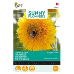Zonnebloem Sungold - Helianthus Annuus (Sunflowers)