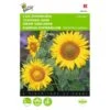 Zonnebloem Sunspot - Helianthus Annuus -Zaden Voor Tuin zonnebloem sunspot helianthus annuus 1646840327 363 600