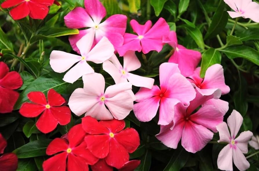 Zaden Voor Tuin -Zaden Voor Tuin 61B16AgLzRL. UF8941000 QL80