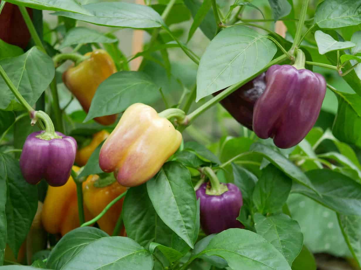 Zaden Voor Tuin -Zaden Voor Tuin Paprika Lilac plant mix onrijp en rijp scaled 1