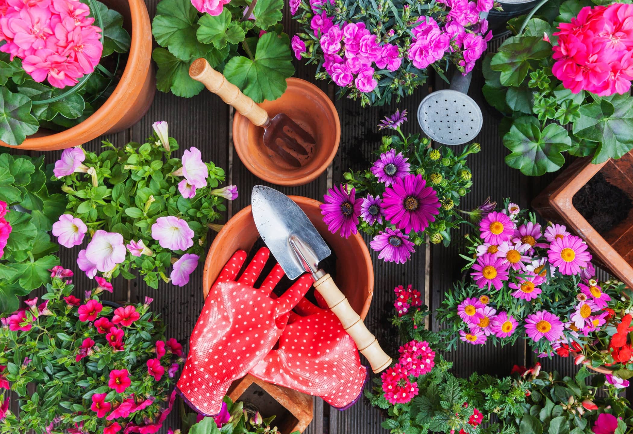 Zaden Voor Tuin -Zaden Voor Tuin bloemen planten die de hele zomer bloeien