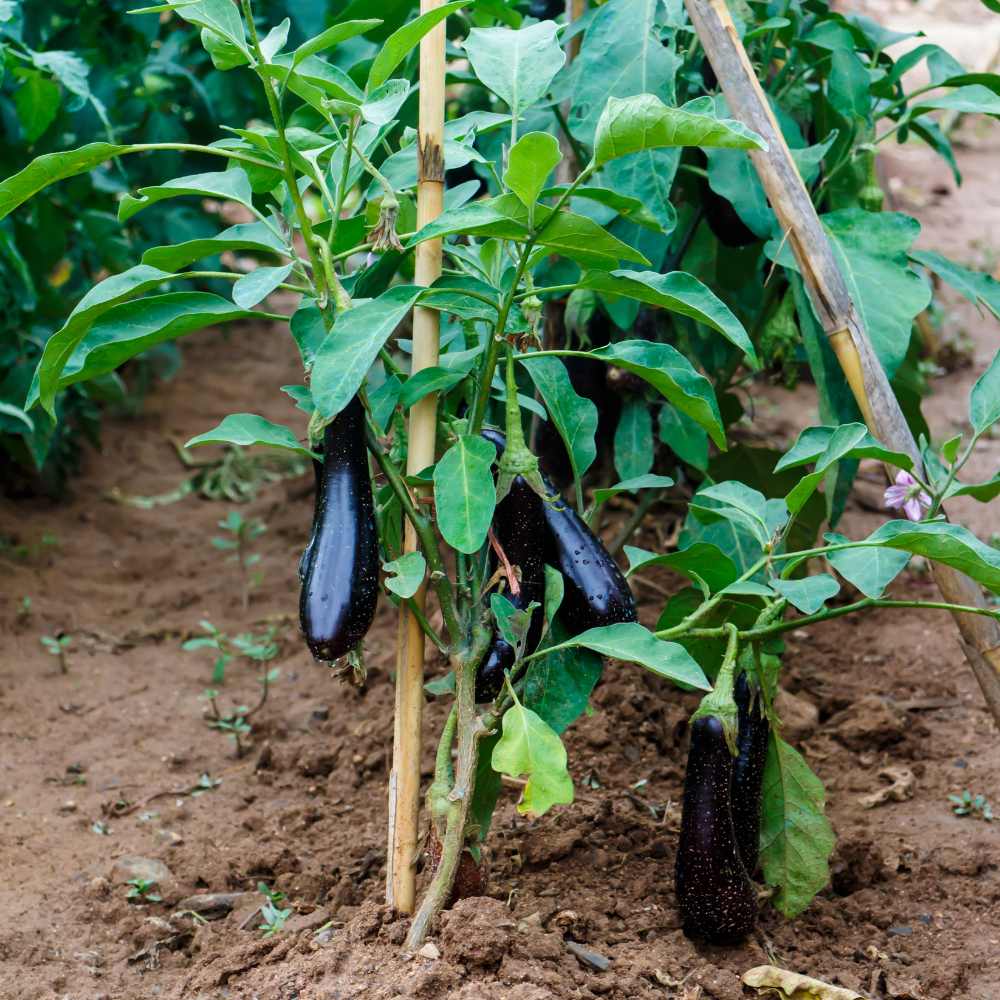Zaden Voor Tuin -Zaden Voor Tuin solanum melongena violetta lunga 01