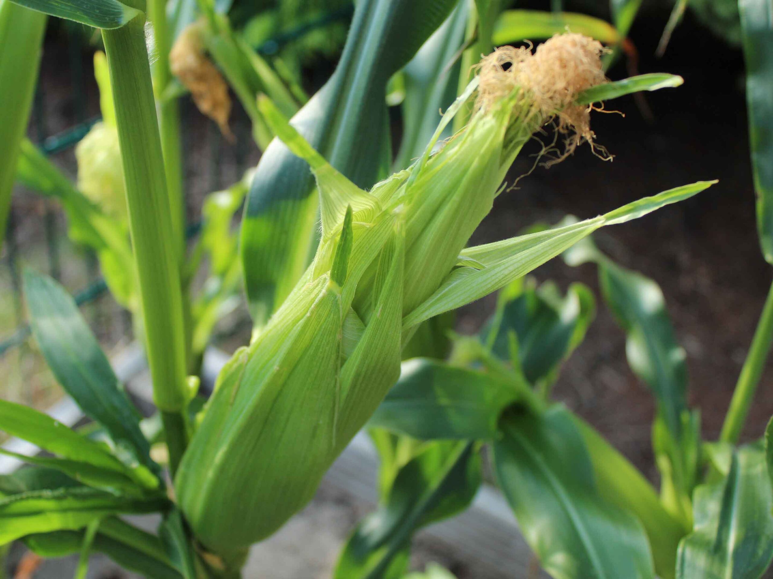 Zaden Voor Tuin -Zaden Voor Tuin sweet corn Maiskolben scaled